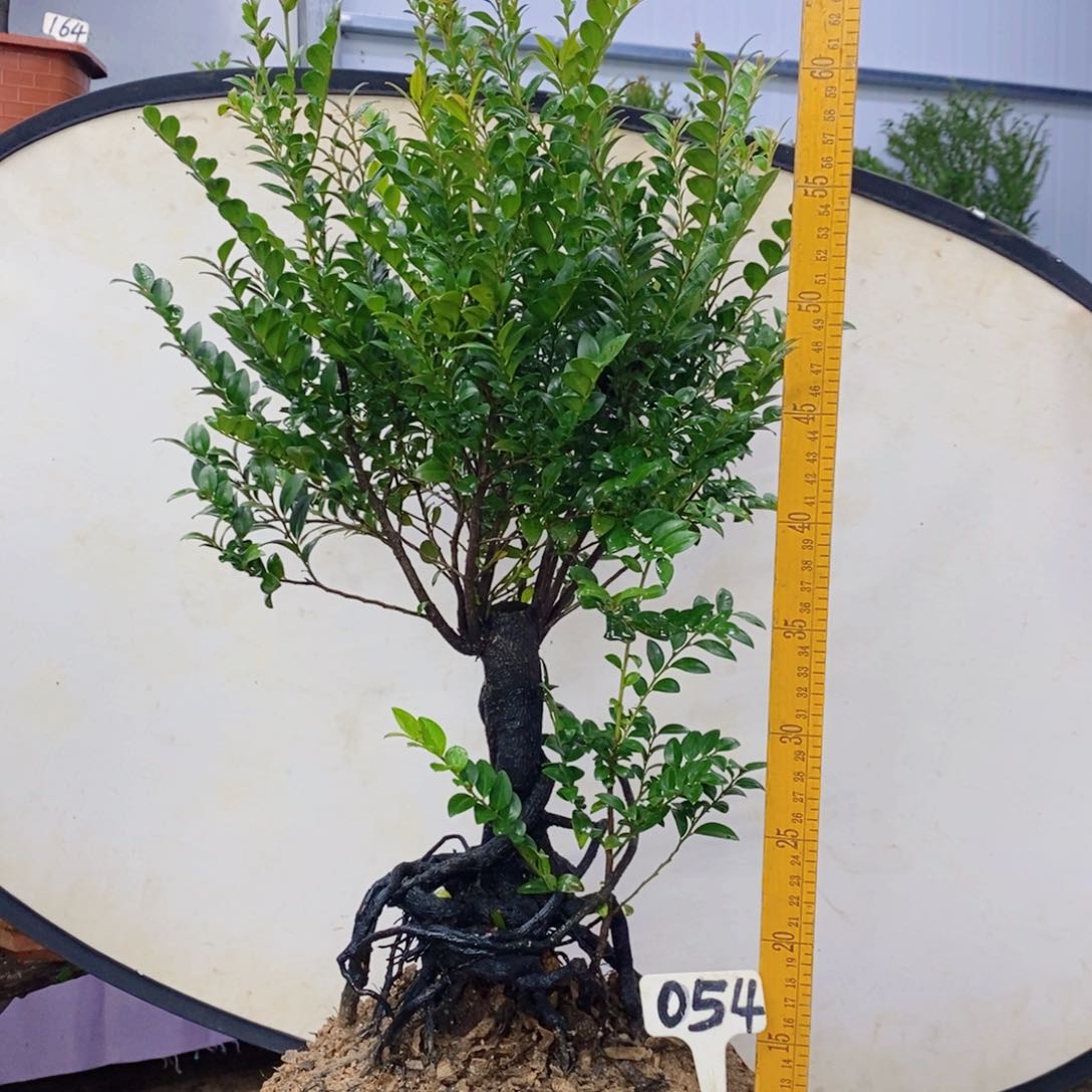 无花朵小叶紫檀提根054