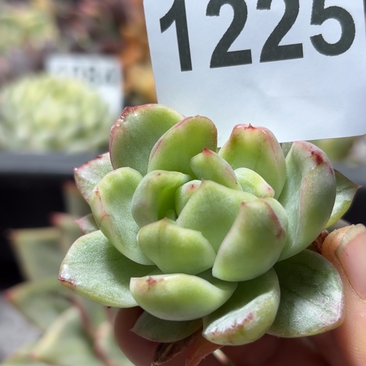 头盖多肉植物满18包邮