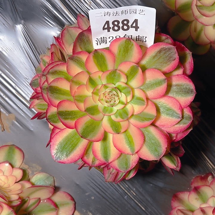 4884荔枝多肉植物2号