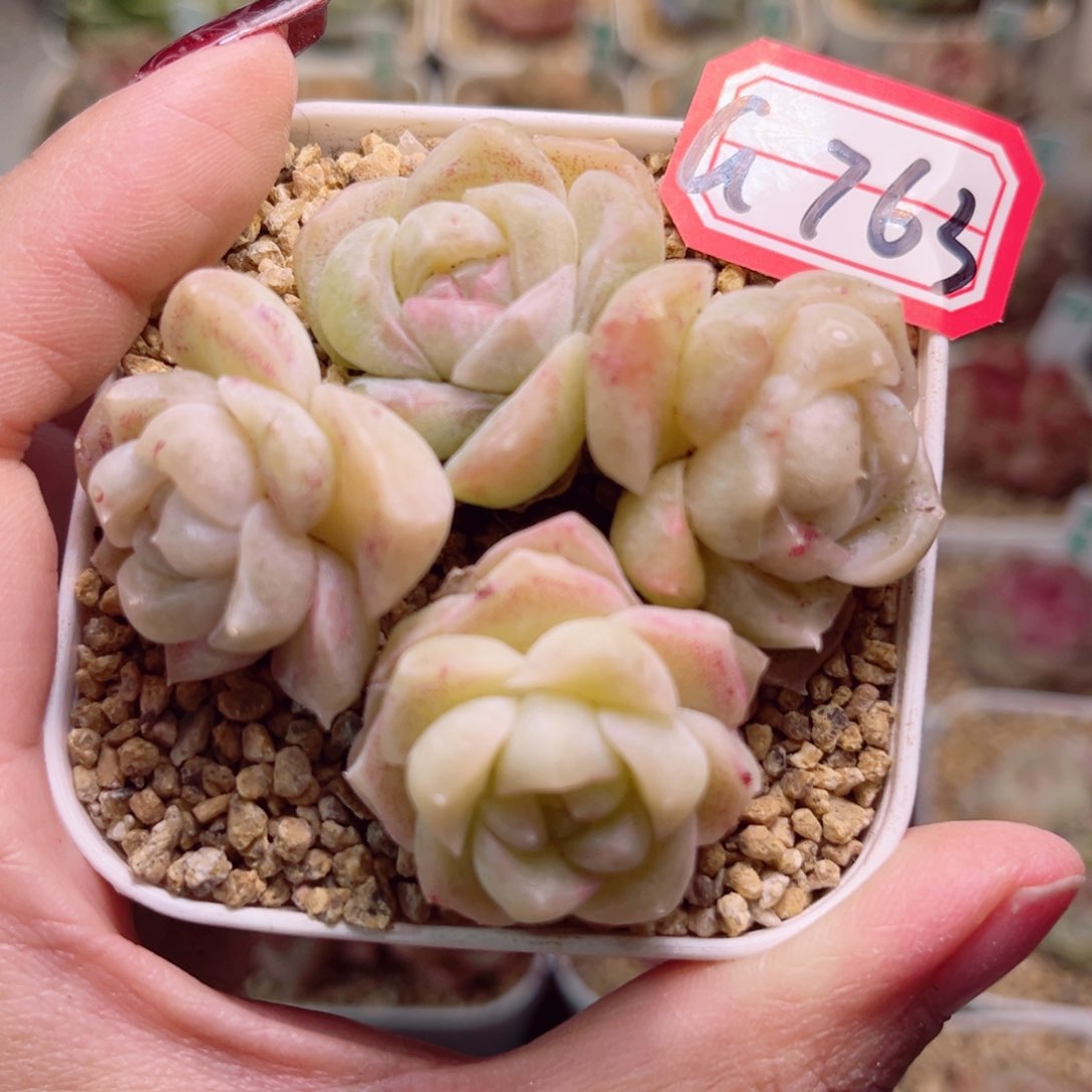 왕*일G763一物一拍 孤品珍妮