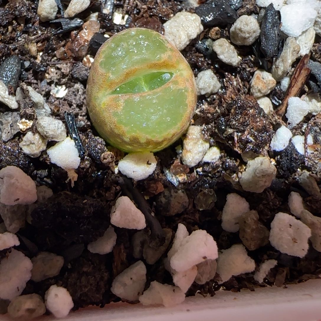 肉锥多肉植物百科-稀有品种风铃1424