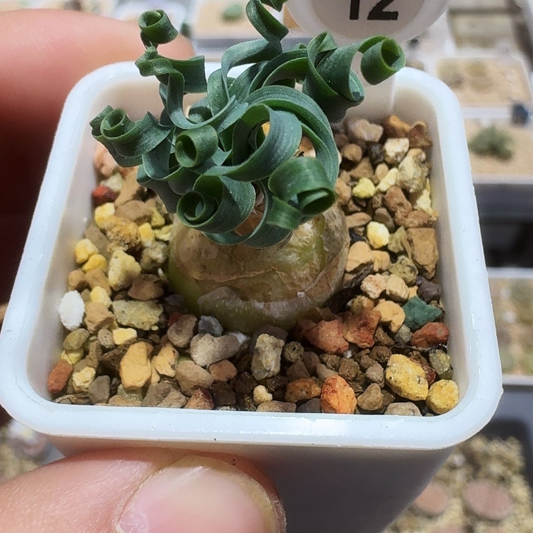 多肉植物福利肉锥12