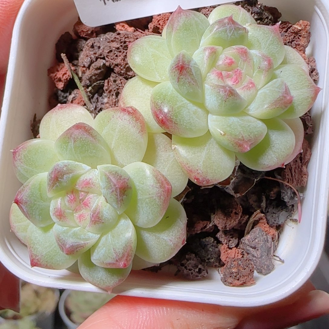 花语逸镜1028-561溏心珍妮