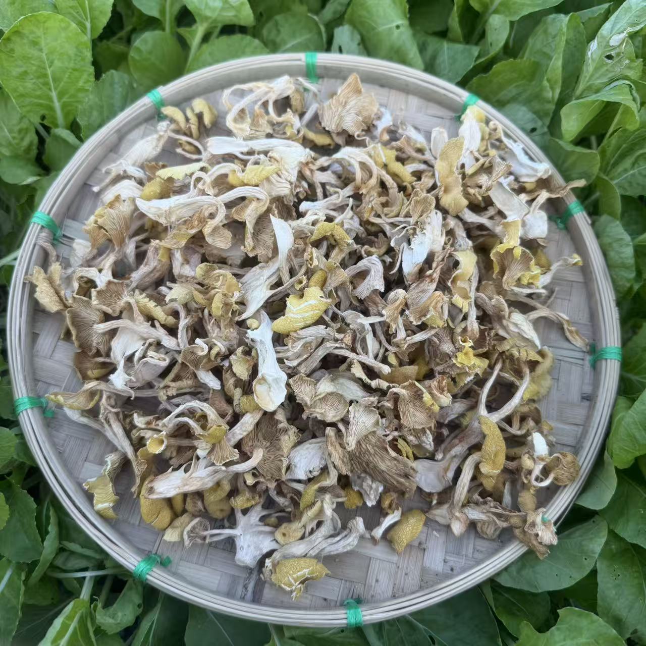 正宗鸡油菌 可煲汤