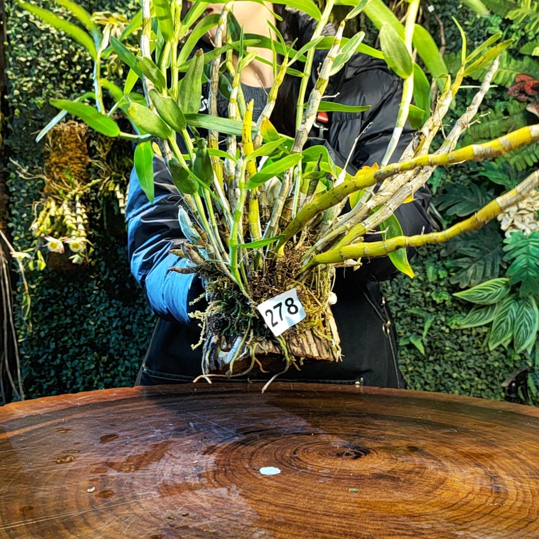 【闪购商品】278重唇，虎牙花