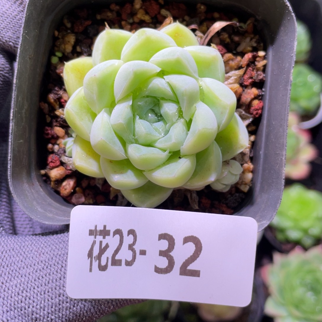 花利美23-32厚叶月影