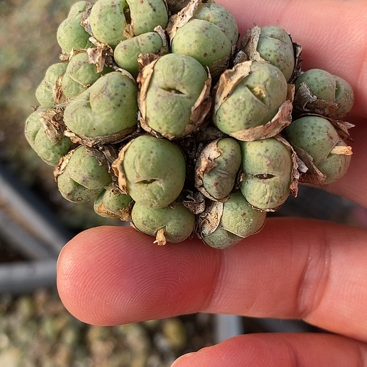 3075一颗肉锥群。  