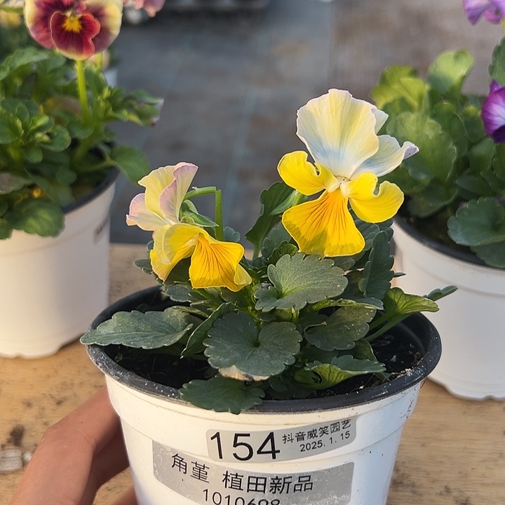 红陶抖音直播闪拍154