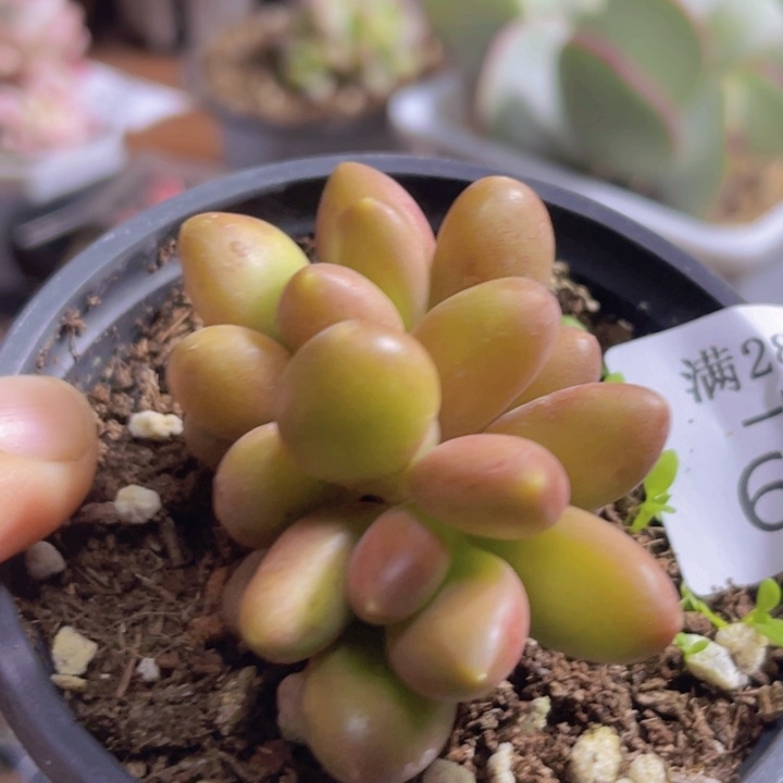 韩***肉芒果奶多肉植物600