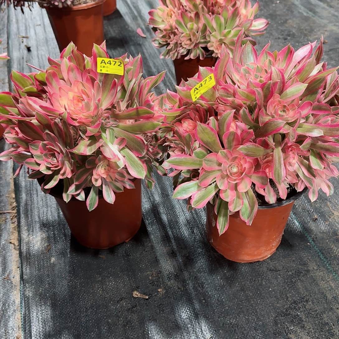 女神法师多肉植物472473