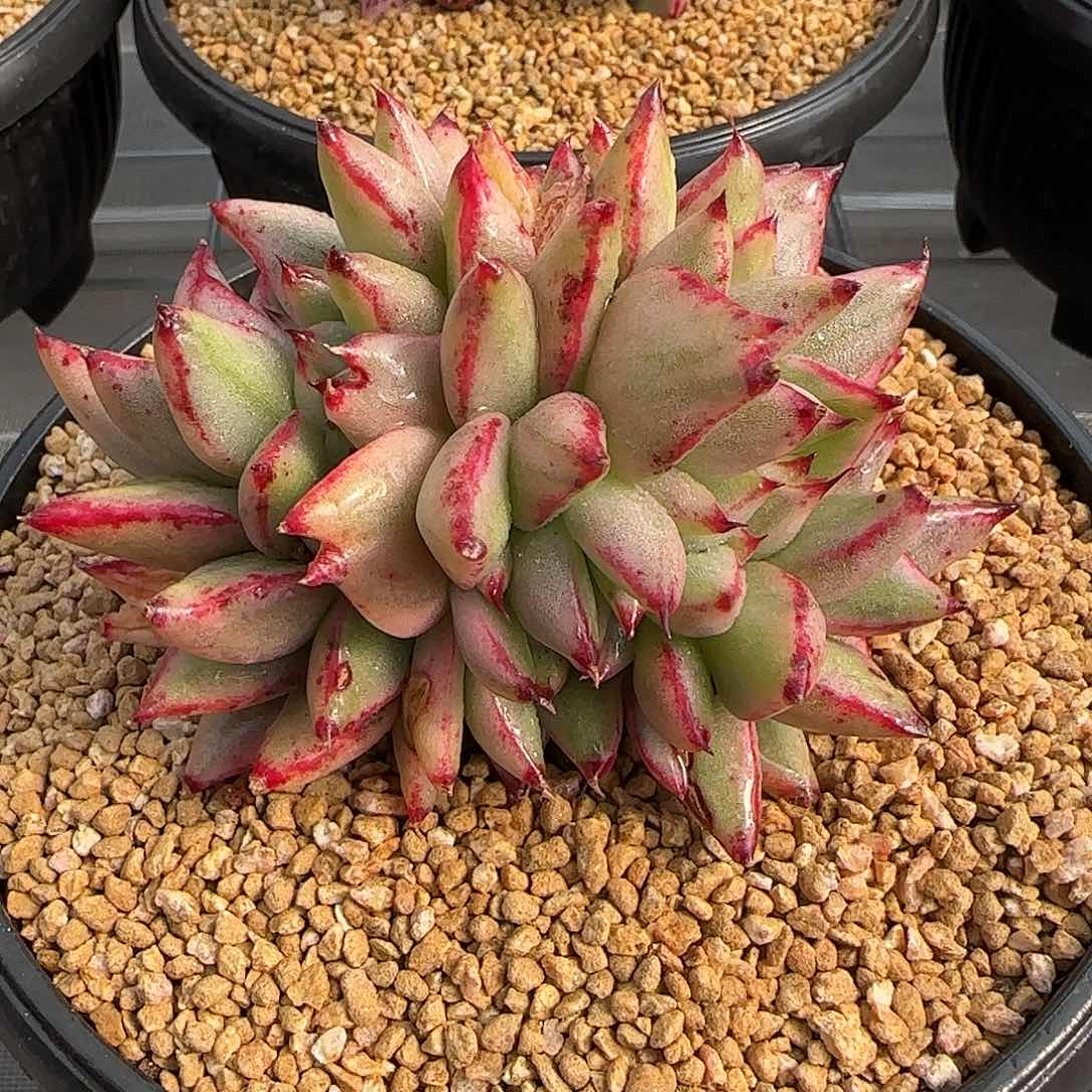 从前慢甄选多肉编号玛丽亚锦缀