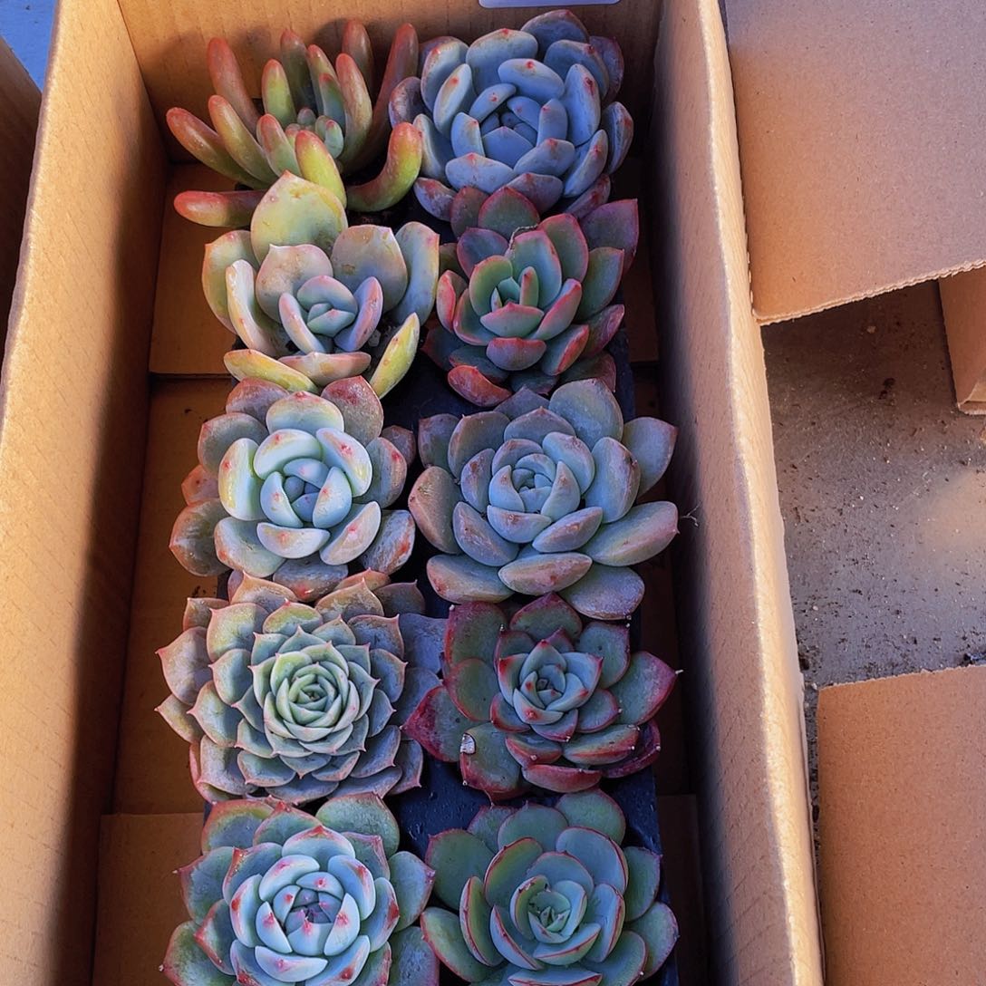 10颗-3号约4-6厘米