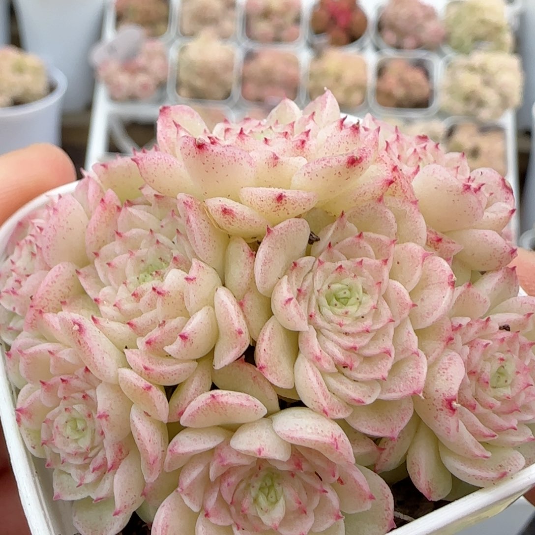 【闪购商品】0207-10（fm-190）