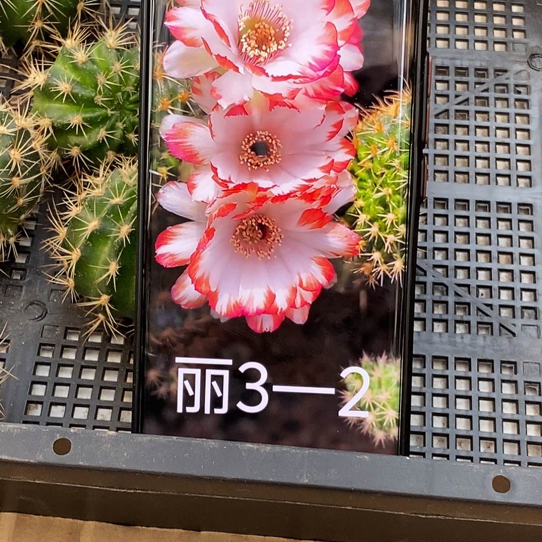 丽 3–2侧芽歪20包邮/4公分