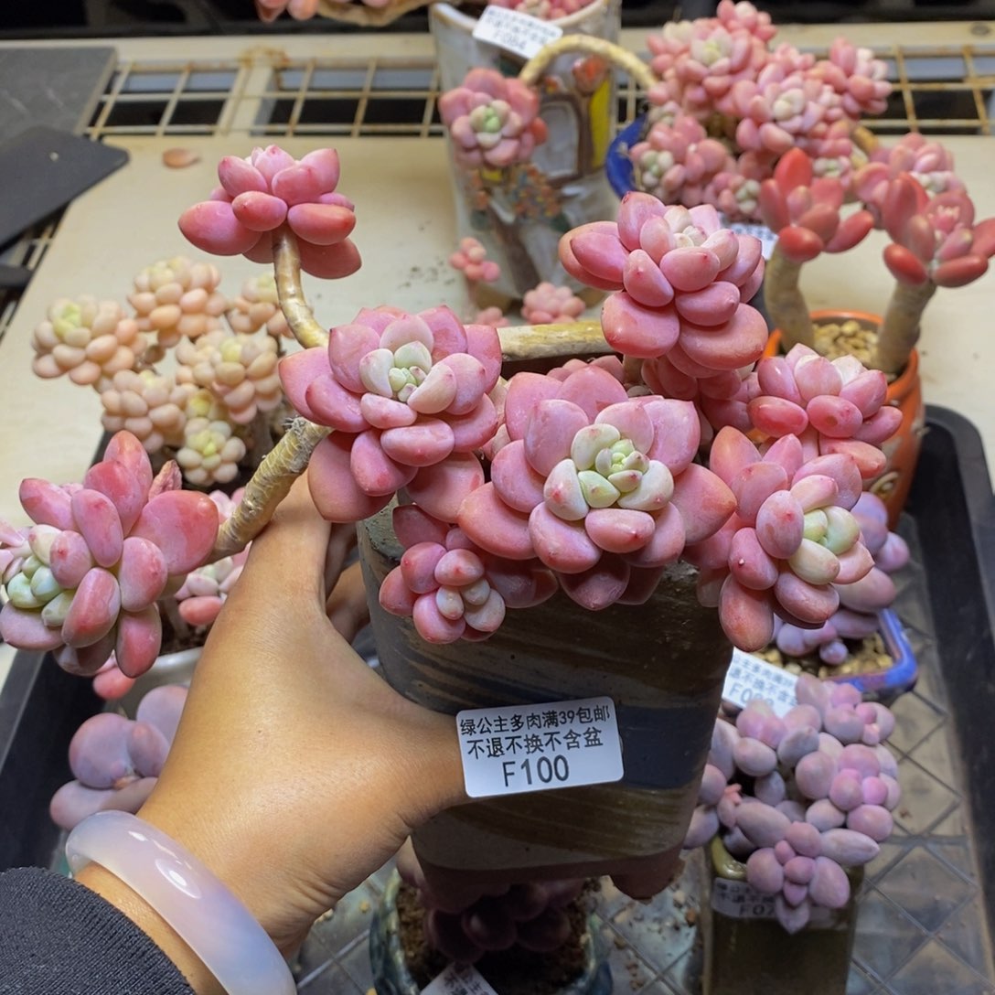 100樱花洛神多肉18cm