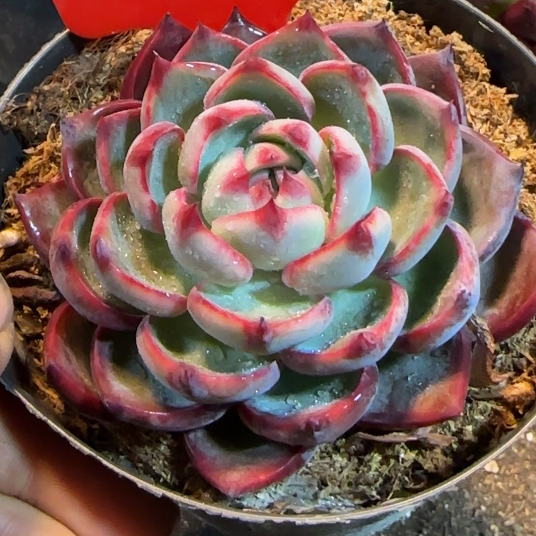 惊鸿一物一拍包装收缩花旱