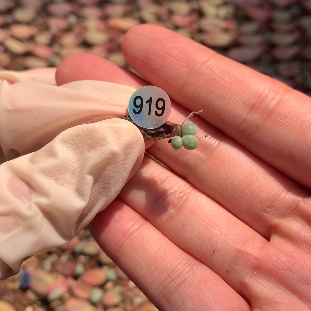 仙子叶插哈哈哈哈哈哈919