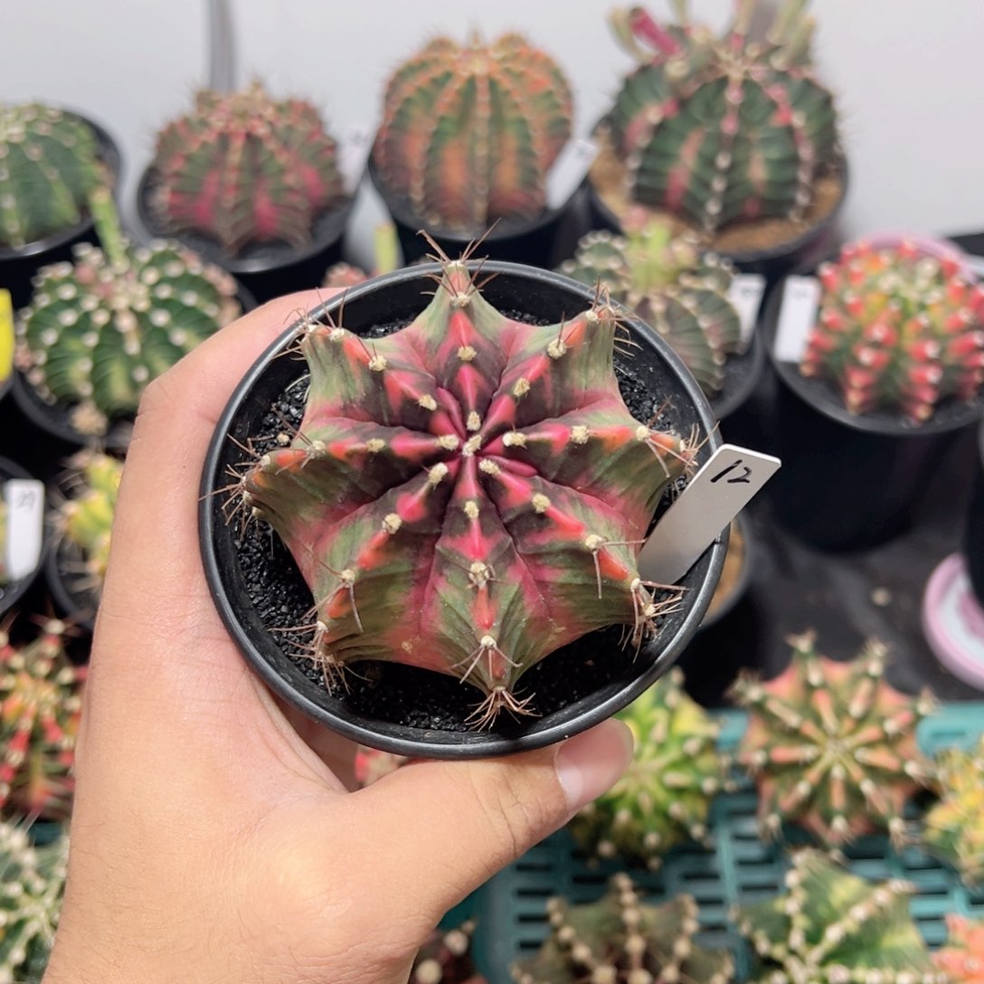 8泰系全品—-带盆土发货