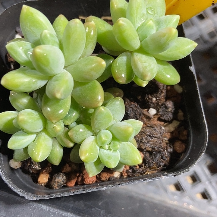 多肉植物阿蒂斯托2116