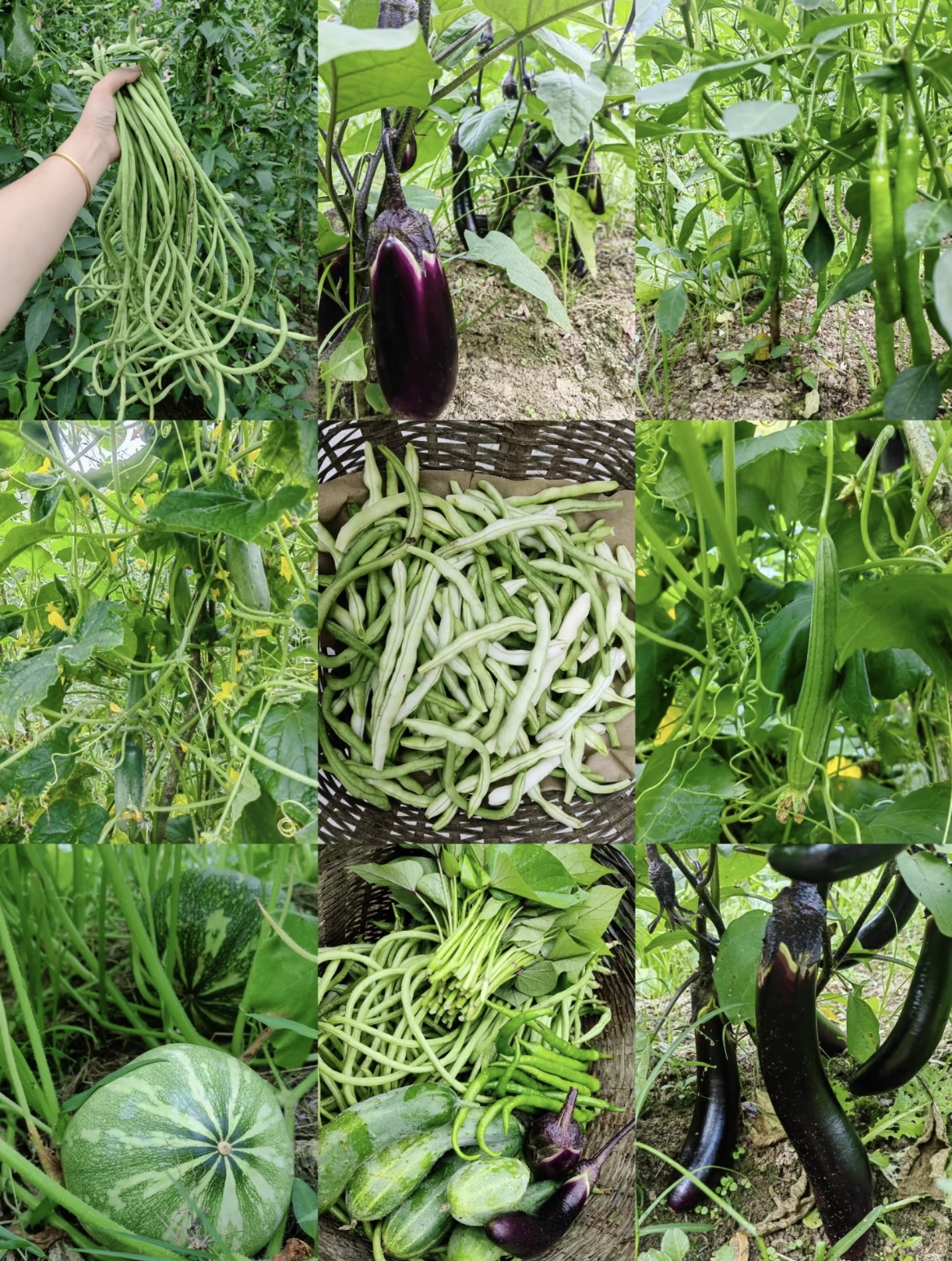 【生鲜】集市现场代购农产品生鲜蔬菜水果