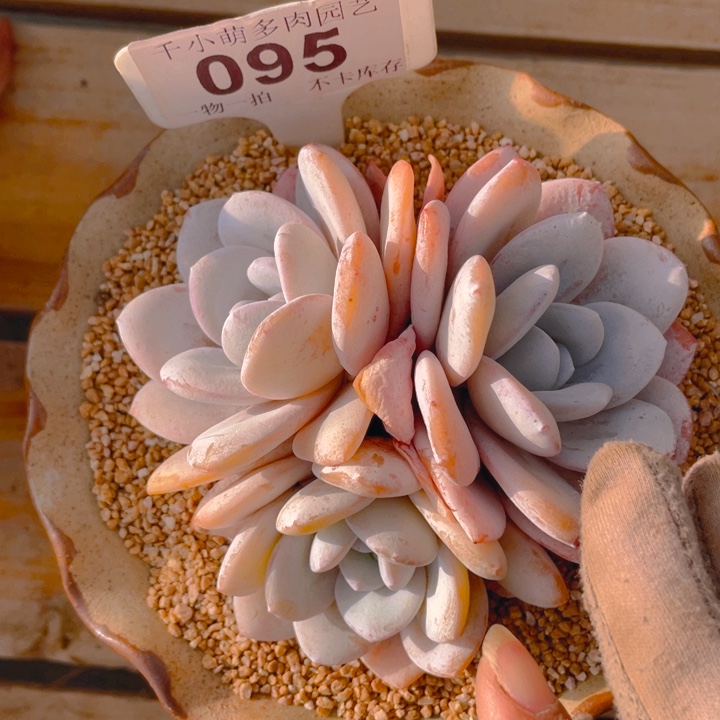 谢谢你的支持000000095