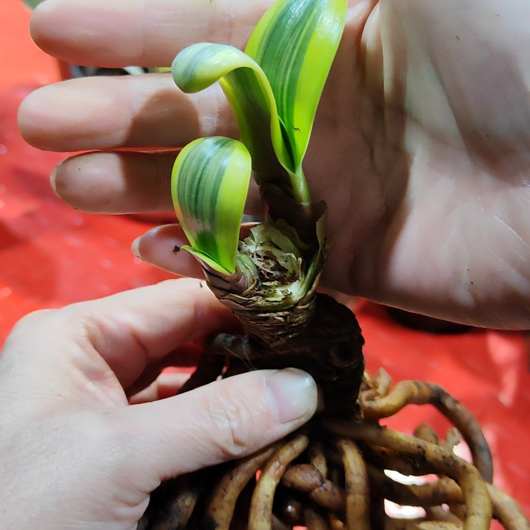 5***8君子兰四季开花稀释甲醛