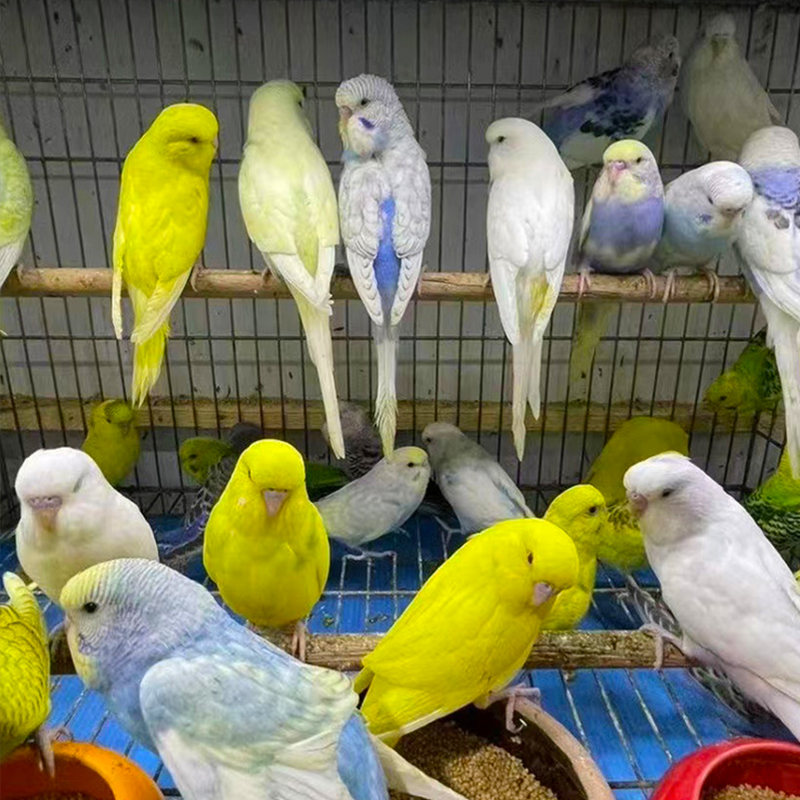 手养半毛牡丹鹦鹉活体幼崽（竞拍专用）