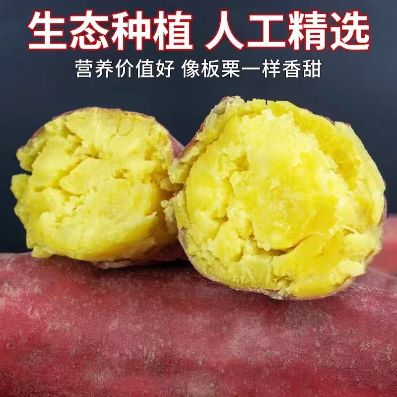 【三斤送两斤】陕西沙地正宗板栗薯新鲜现挖粉糯香甜板栗红薯5