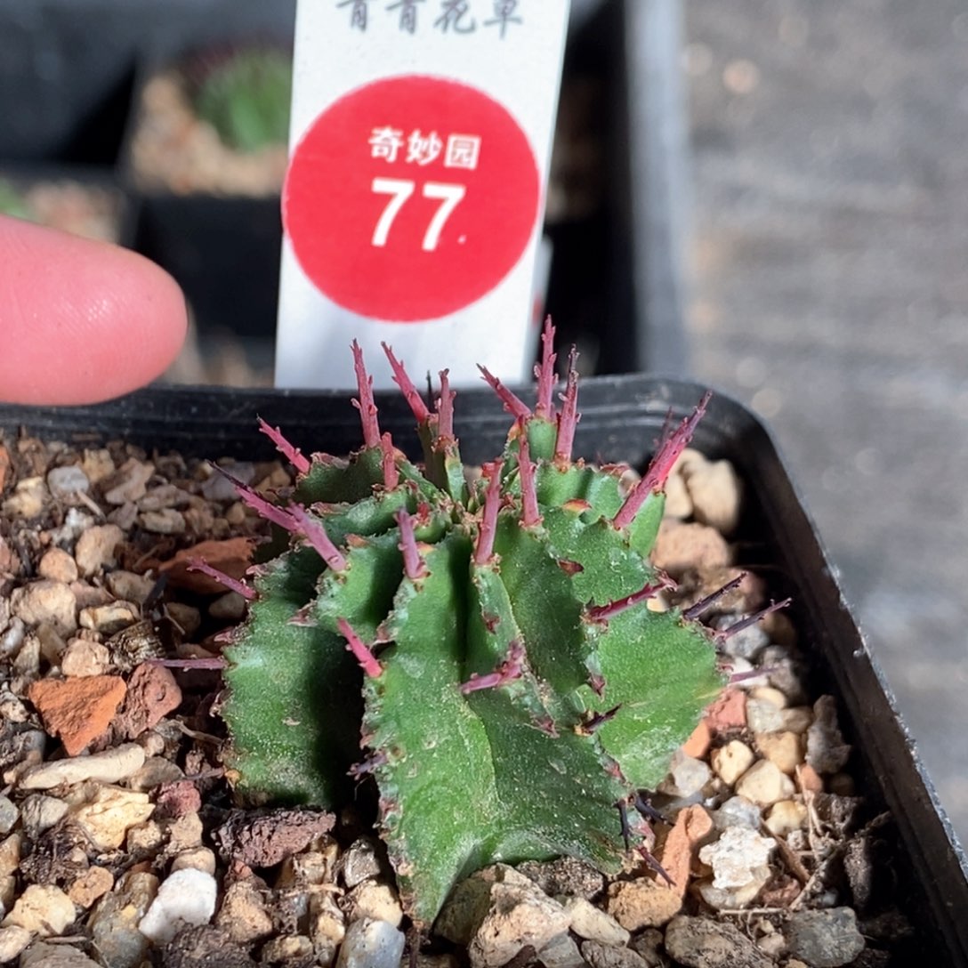 实生落雪魁伟玉一颗