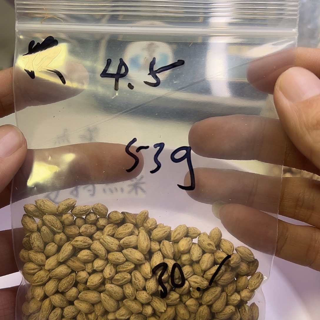 换***了吊坠柏香籽/百香籽