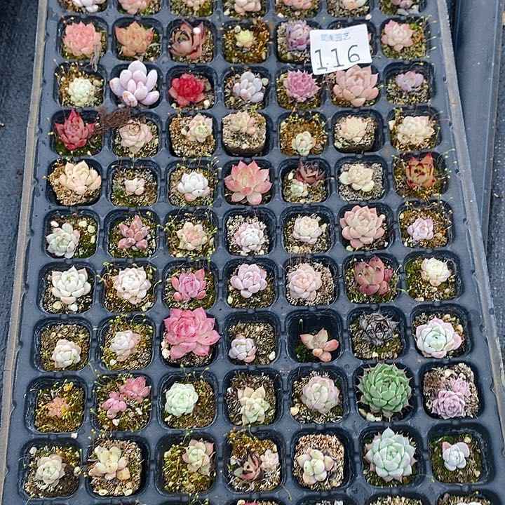 116 多肉植物盆栽花卉盆栽植物