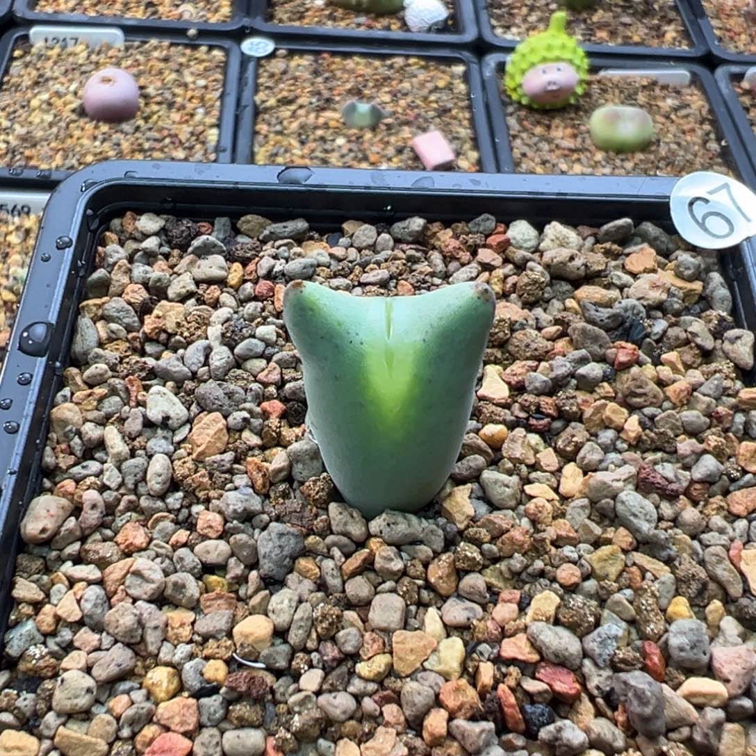 67多肉单头优选嘟嘟嘴将一棵