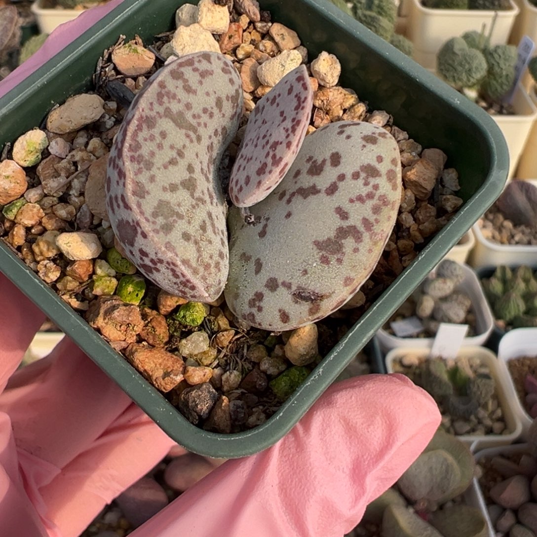 604花蛋胖嘟嘟一颗