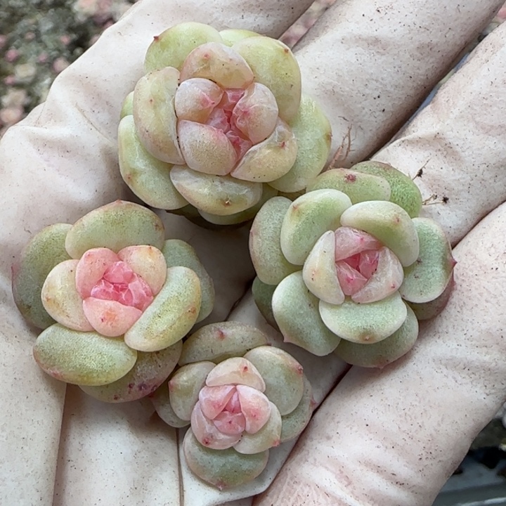良***森62 王者系列多肉一盒