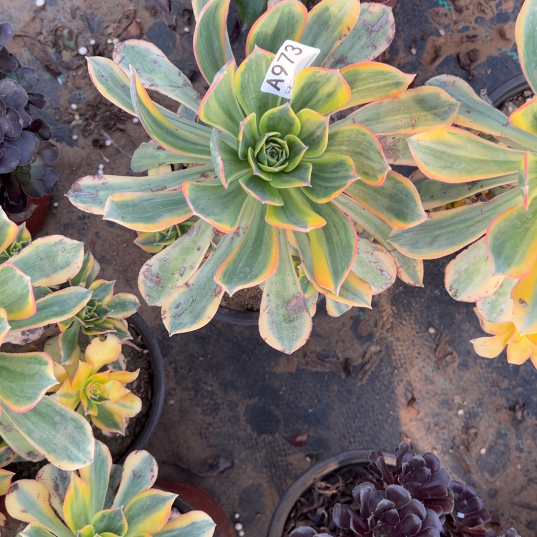 973灿烂多肉植物法师