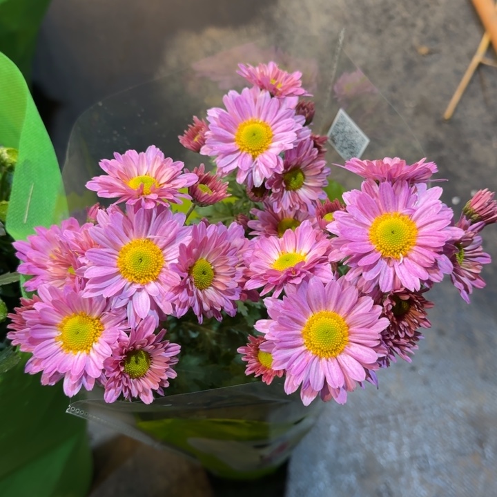 初吻芭蕾小菊盆栽