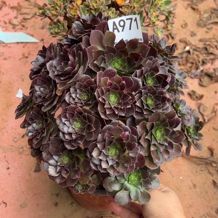 荷兰玫瑰多肉植物971.