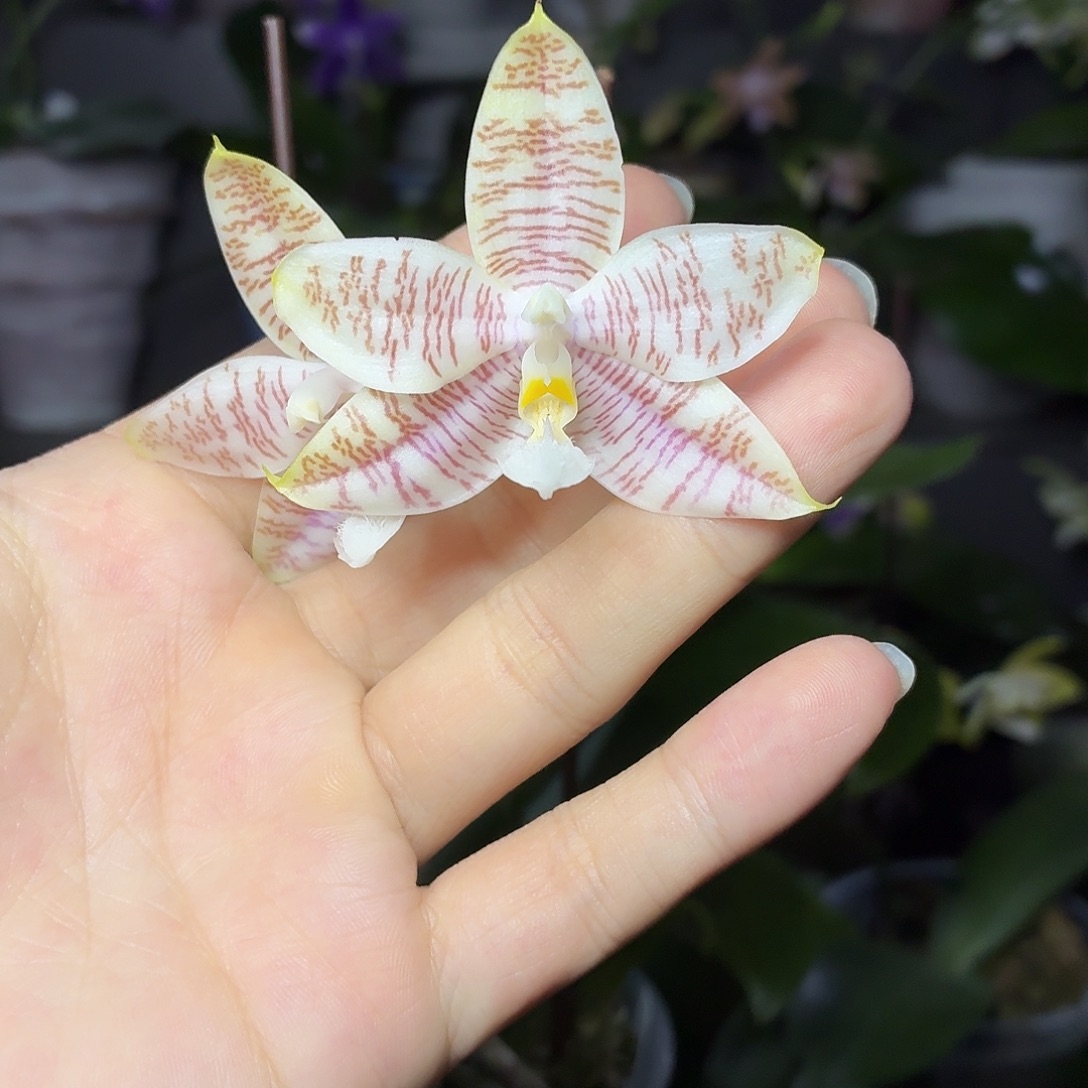 当前无花朵，栽培后可花朵A1098yss1186