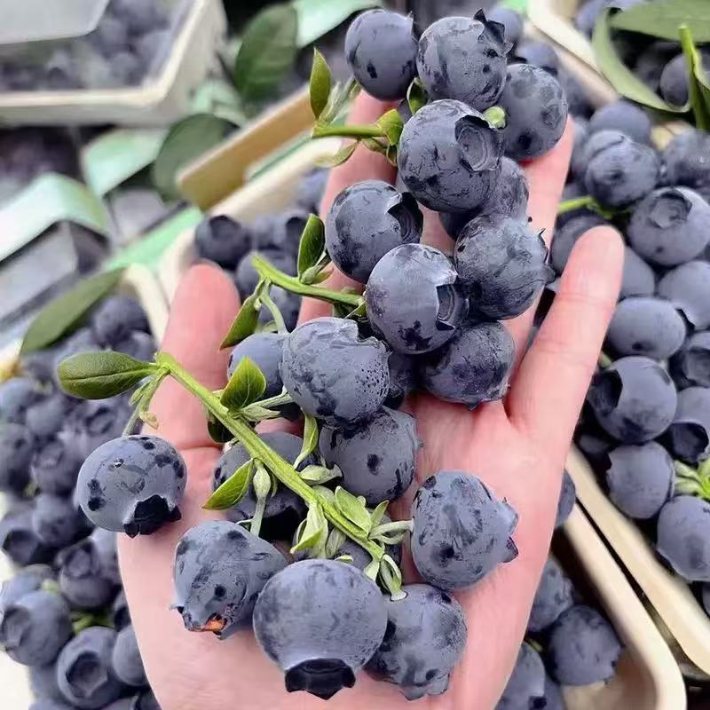 【蓝莓霸王莓】现摘现发花香蓝莓20-22mm/果径带盒100g/盒 顺丰发货