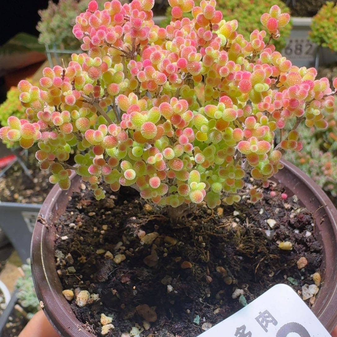 蜜桔糖球枝干番杏543