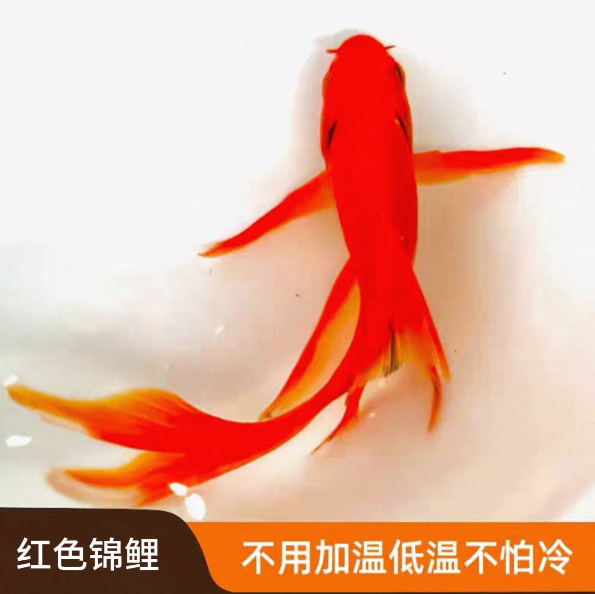 中国红锦鲤渔场直发好养耐活小型金鱼活鱼锦鲤耐活自来水淡水鱼