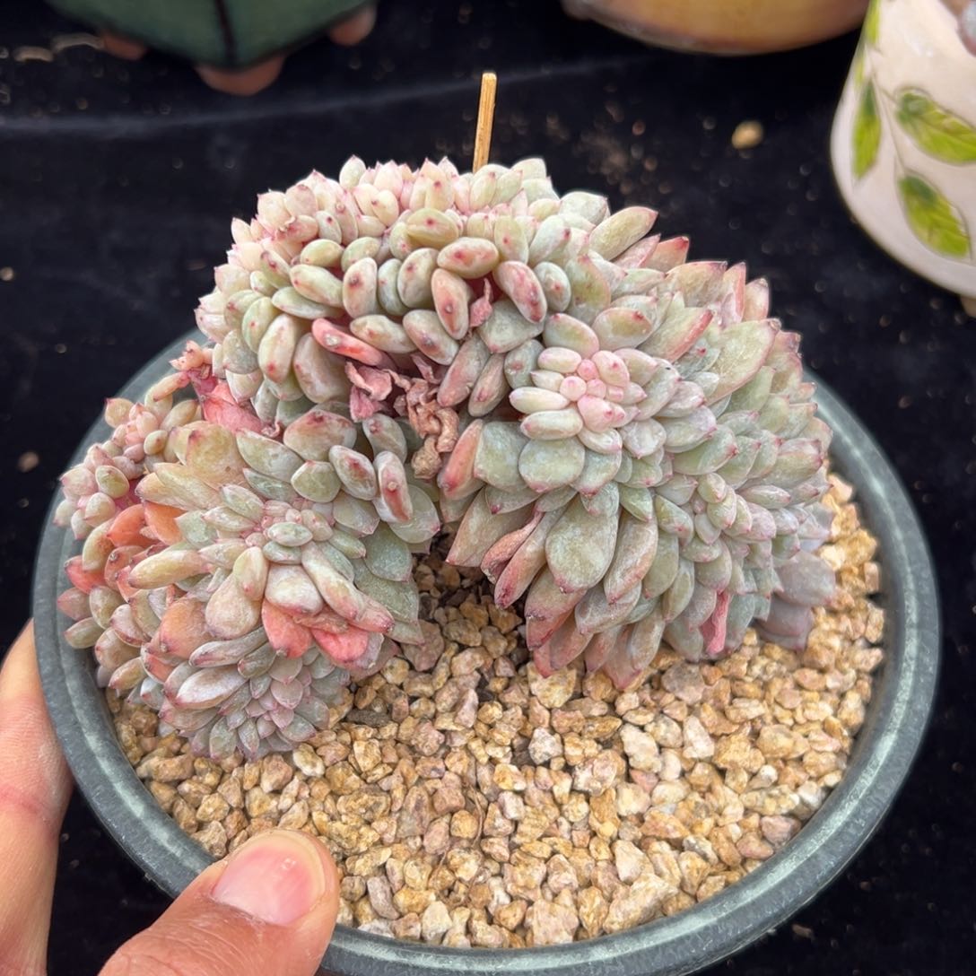 新年快乐 新年快乐