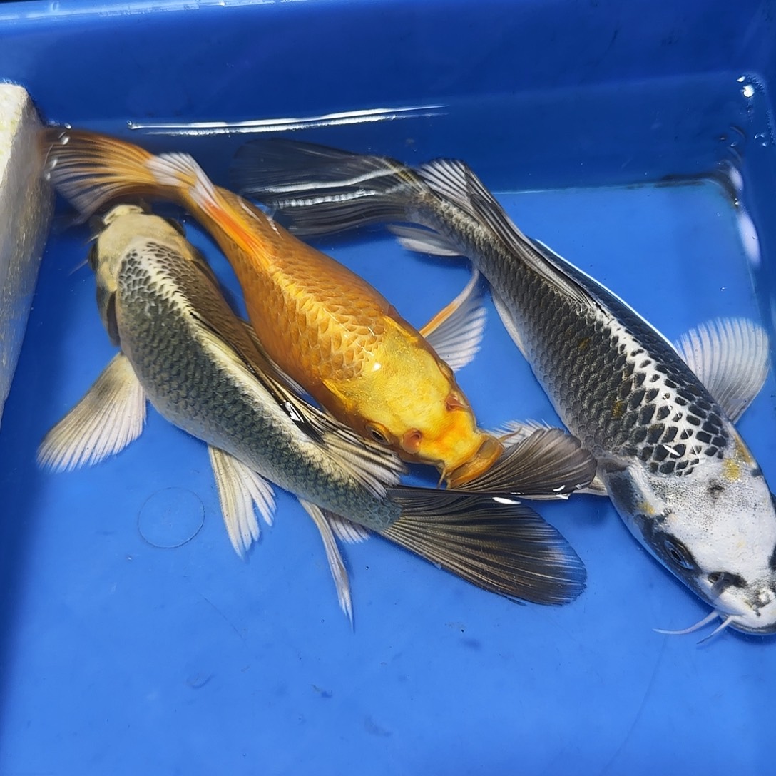 蝴蝶鲤鱼一金一银一古铜