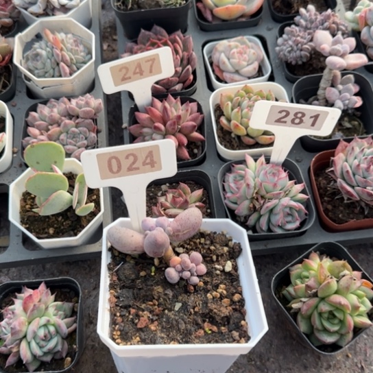 24米可奶多肉植物多