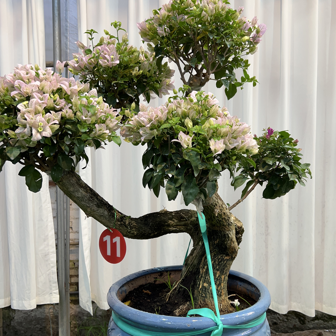 三角梅盆栽四季开花耐寒耐热适合庭院阳台客厅养殖