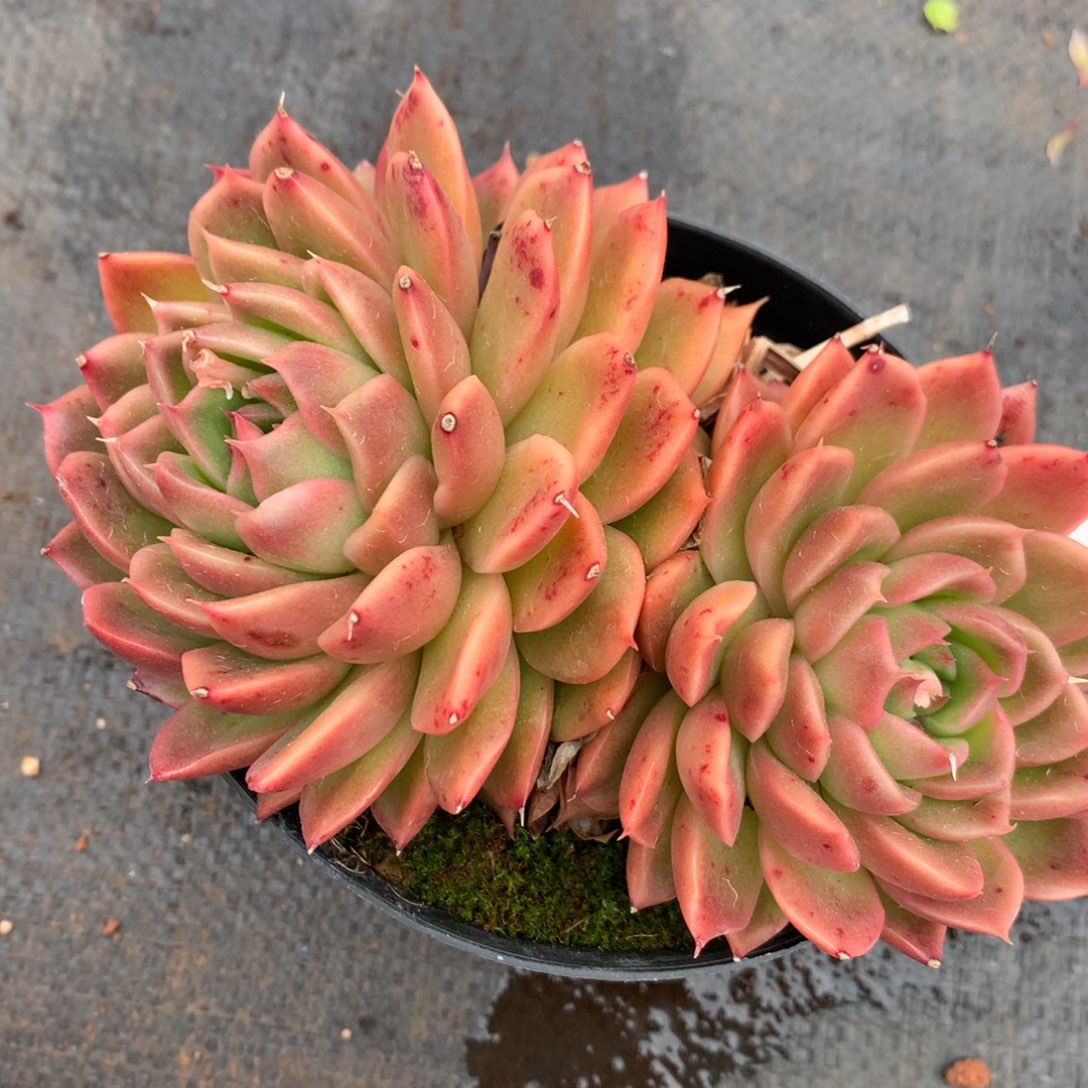 1118杂交精品基地12厘米