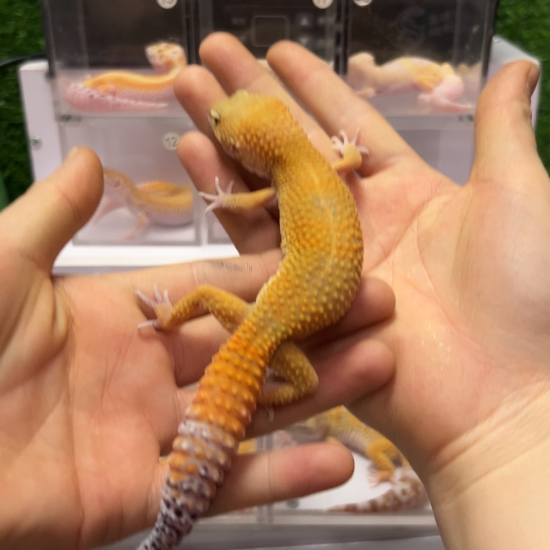 豹纹守宫豹纹守宫