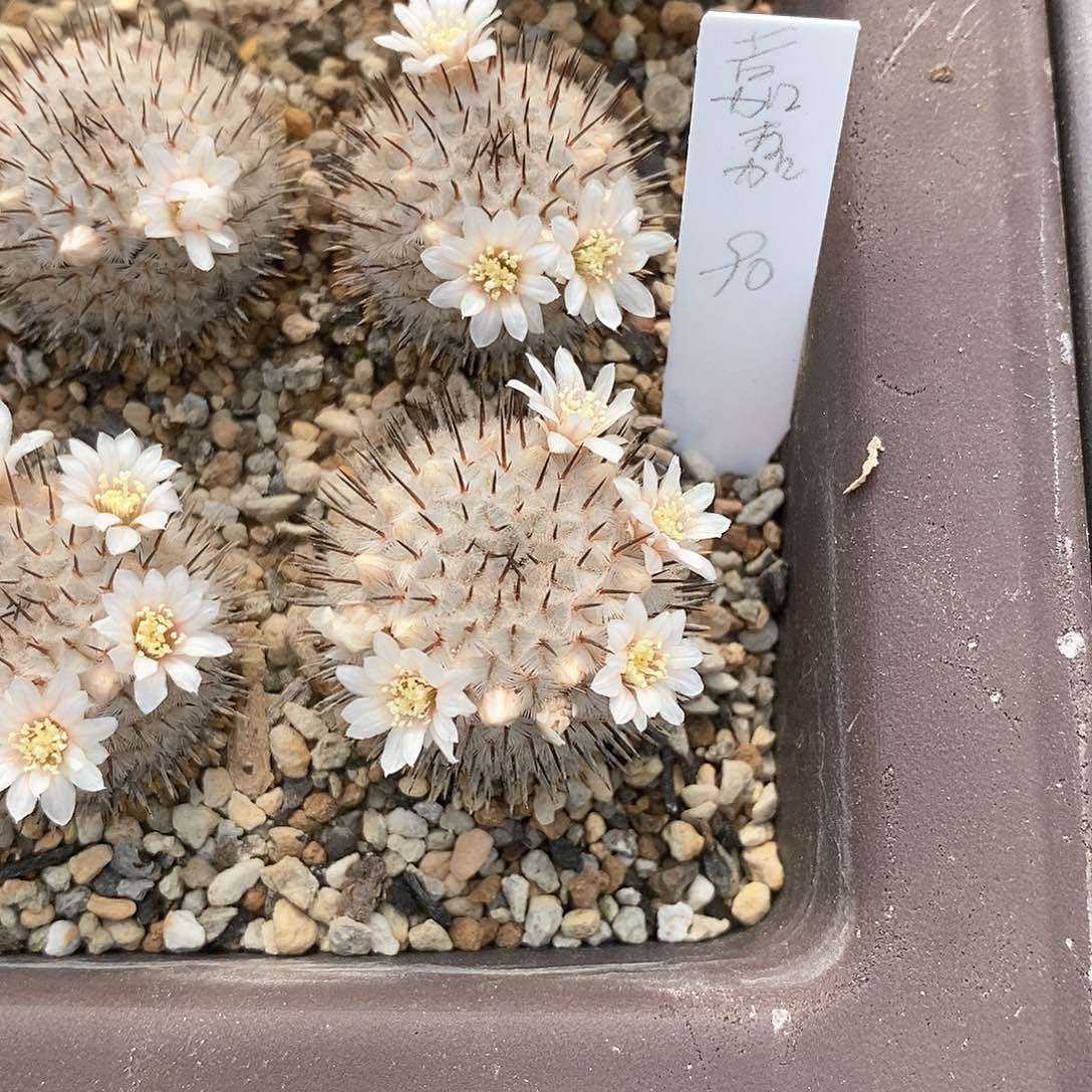 嘉*花花花花花花花花