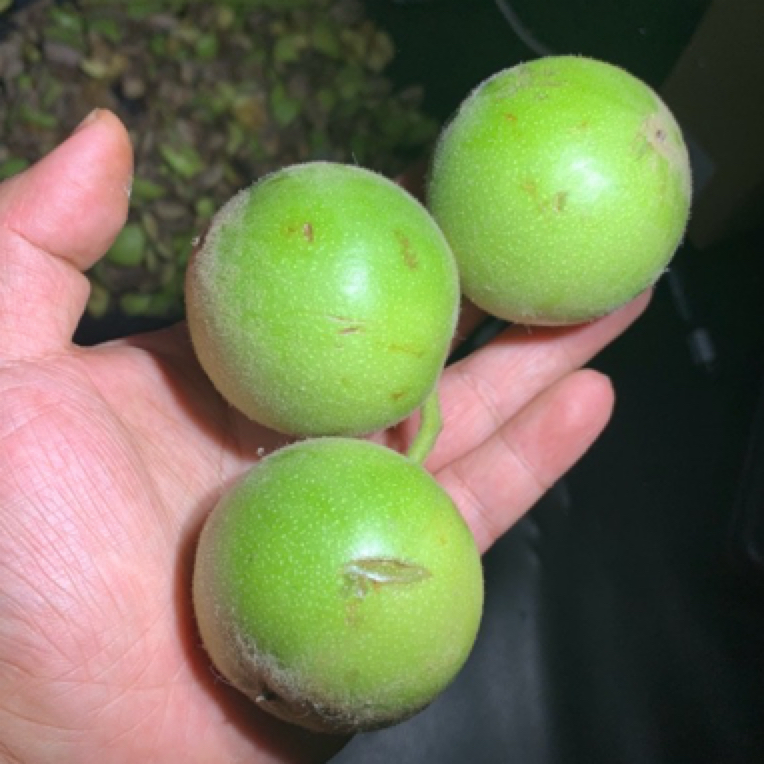 文玩核桃青皮核桃