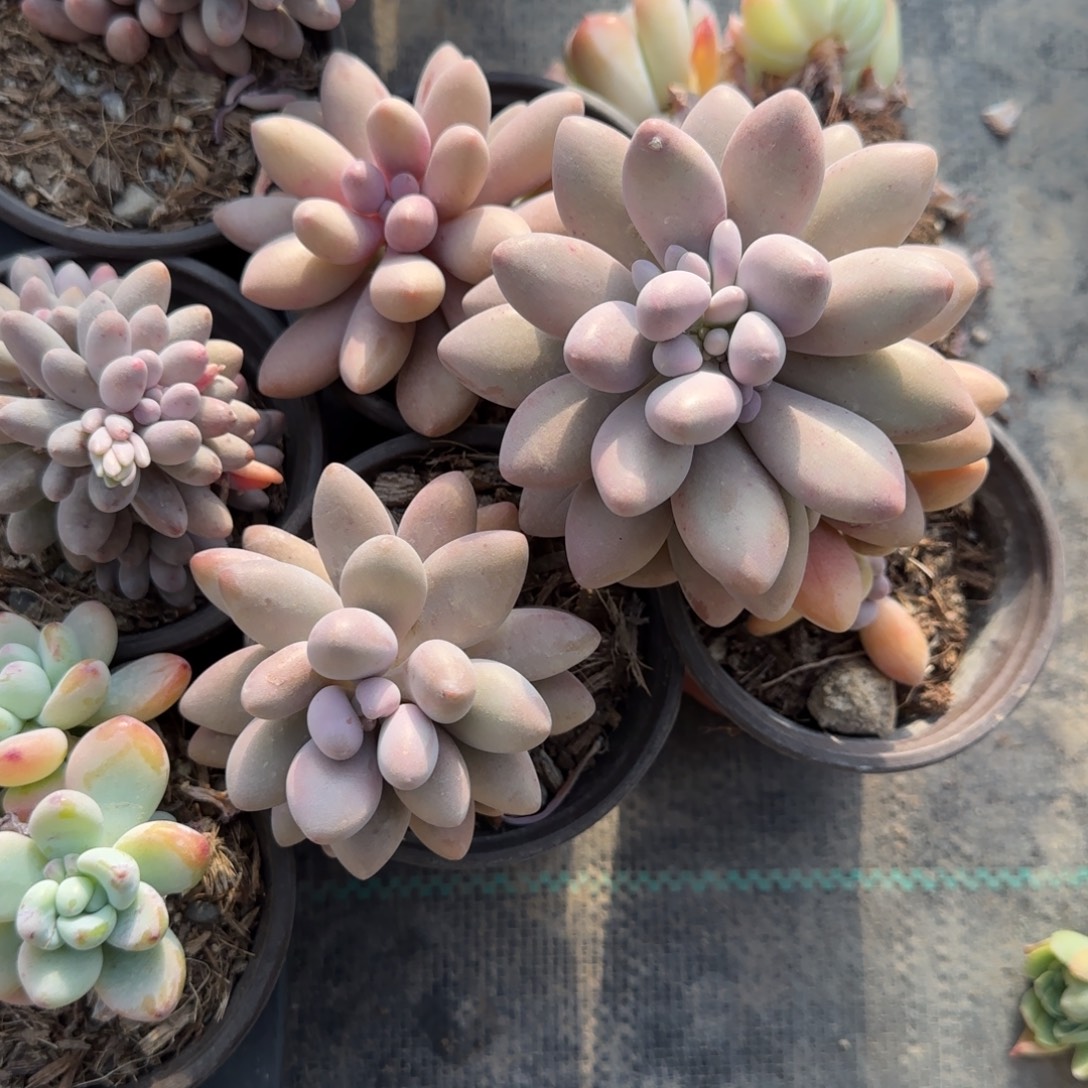 无花朵90粉色恋人